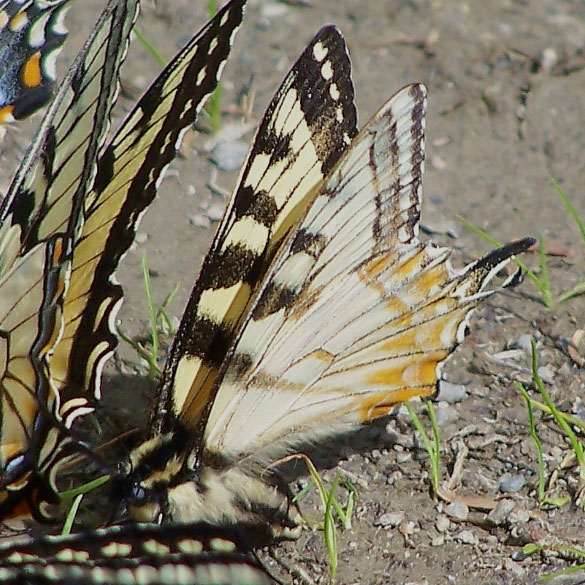 Papilio canadensis (aberrant, live,Pittsburg NH, 6-21-2006) (Internet Image property of respective owner, non-commercial use only)